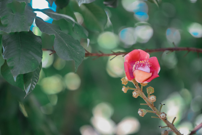 Tổng hợp những hình ảnh đẹp nhất về hoa sala – Hoa quý linh thiêng nơi cửa Phật - [Kích thước hình ảnh: 660x440 px]
