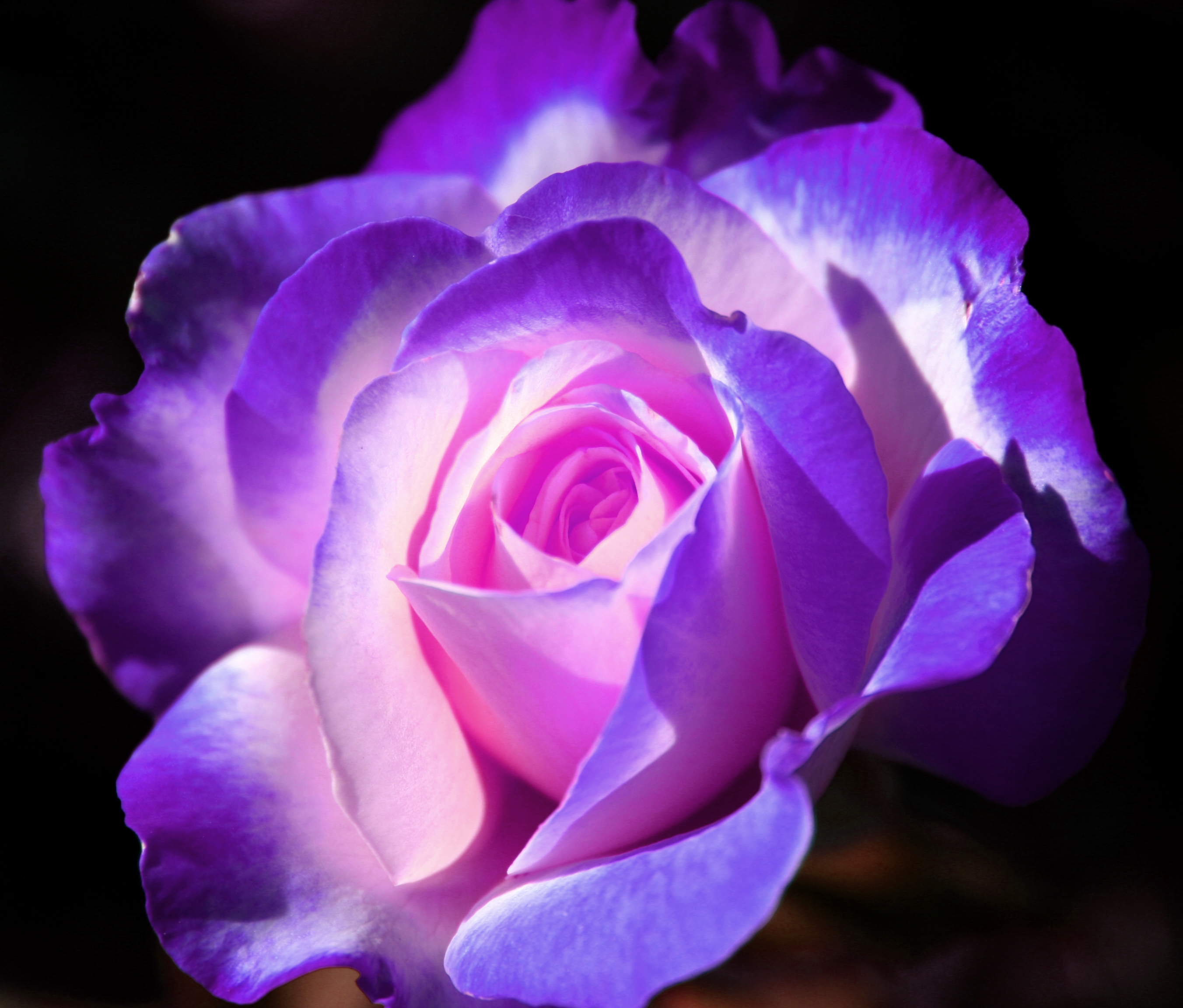 Tổng hợp hình ảnh hoa hồng tím đẹp nhất - [Kích thước hình ảnh: 2704x2304 px]