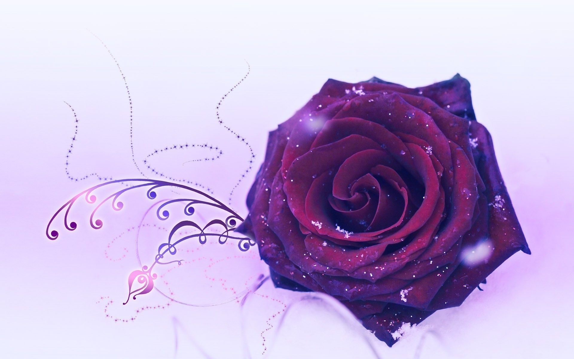 Tổng hợp hình ảnh hoa hồng tím đẹp nhất - [Kích thước hình ảnh: 1920x1200 px]