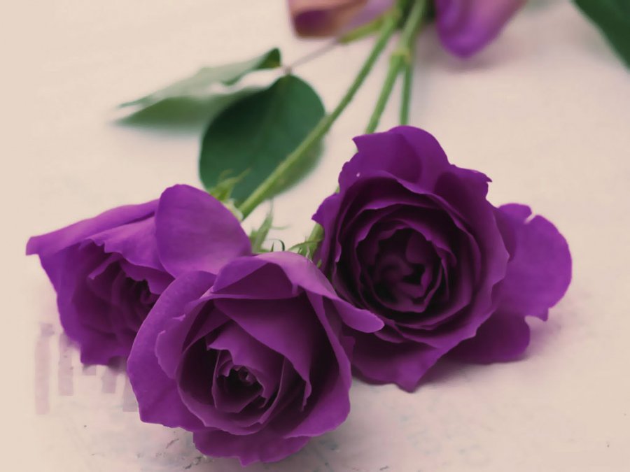 Tổng hợp hình ảnh hoa hồng tím đẹp nhất - [Kích thước hình ảnh: 900x675 px]