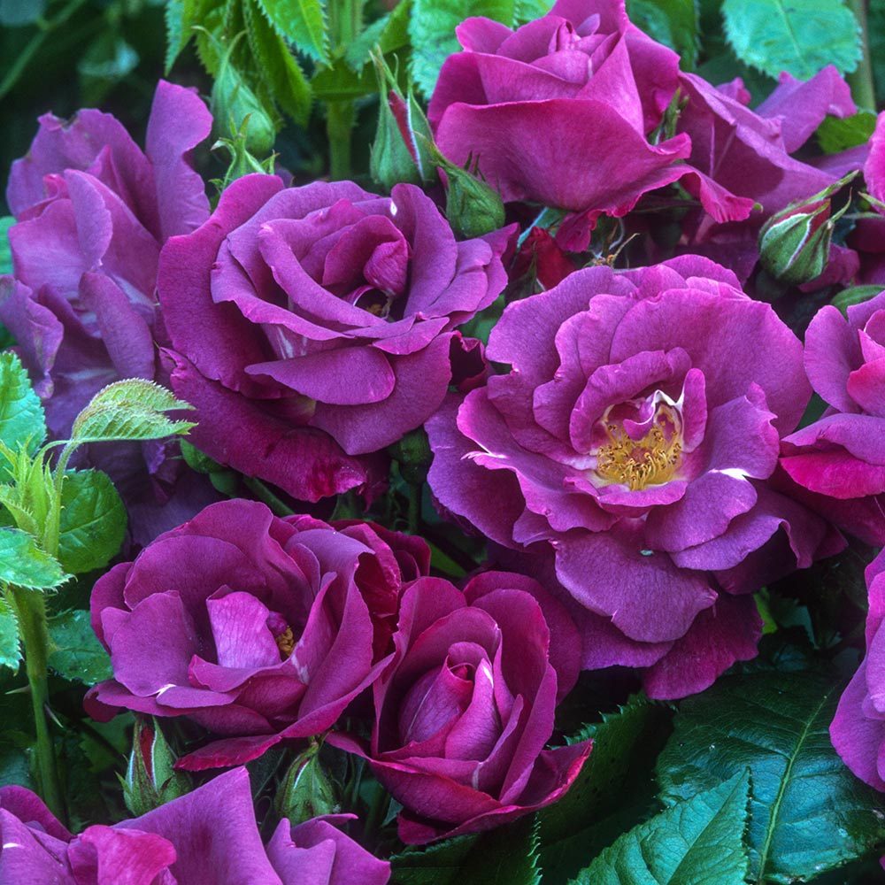Tổng hợp hình ảnh hoa hồng tím đẹp nhất - [Kích thước hình ảnh: 1000x1000 px]