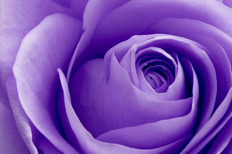 Tổng hợp hình ảnh hoa hồng tím đẹp nhất - [Kích thước hình ảnh: 900x600 px]