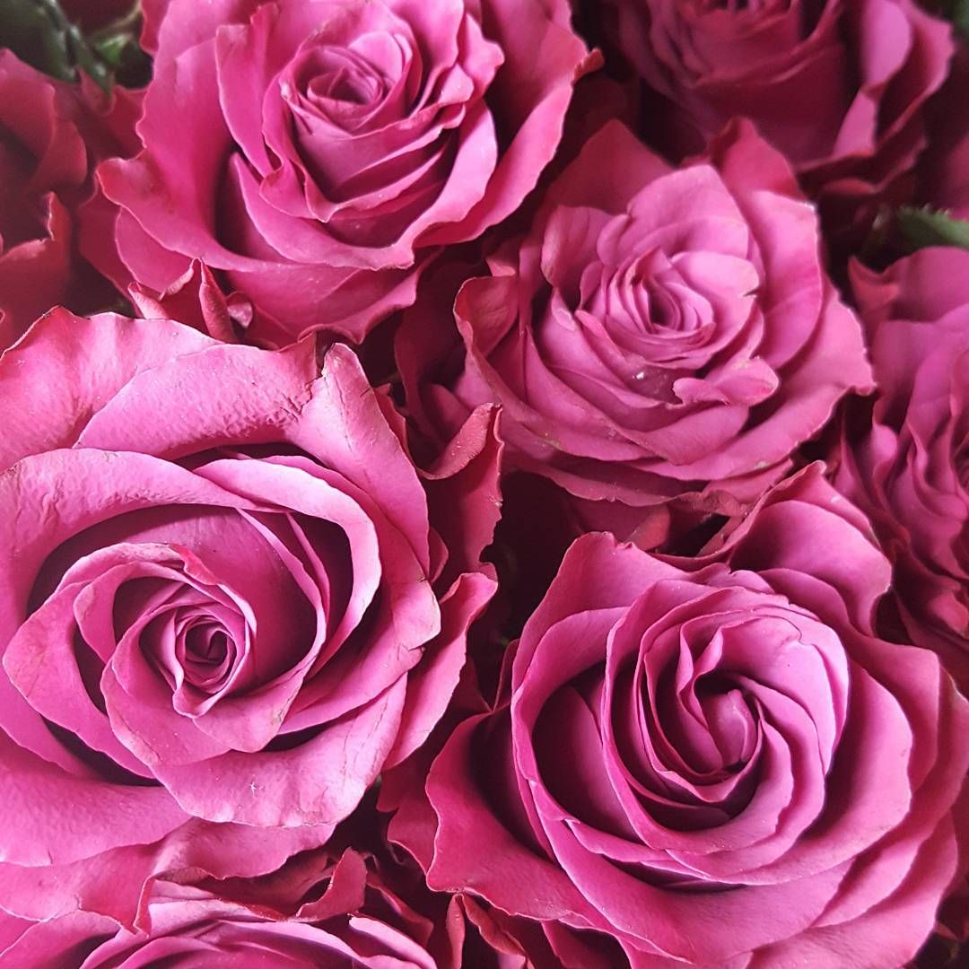Tổng hợp hình ảnh hoa hồng tím đẹp nhất - [Kích thước hình ảnh: 1080x1080 px]