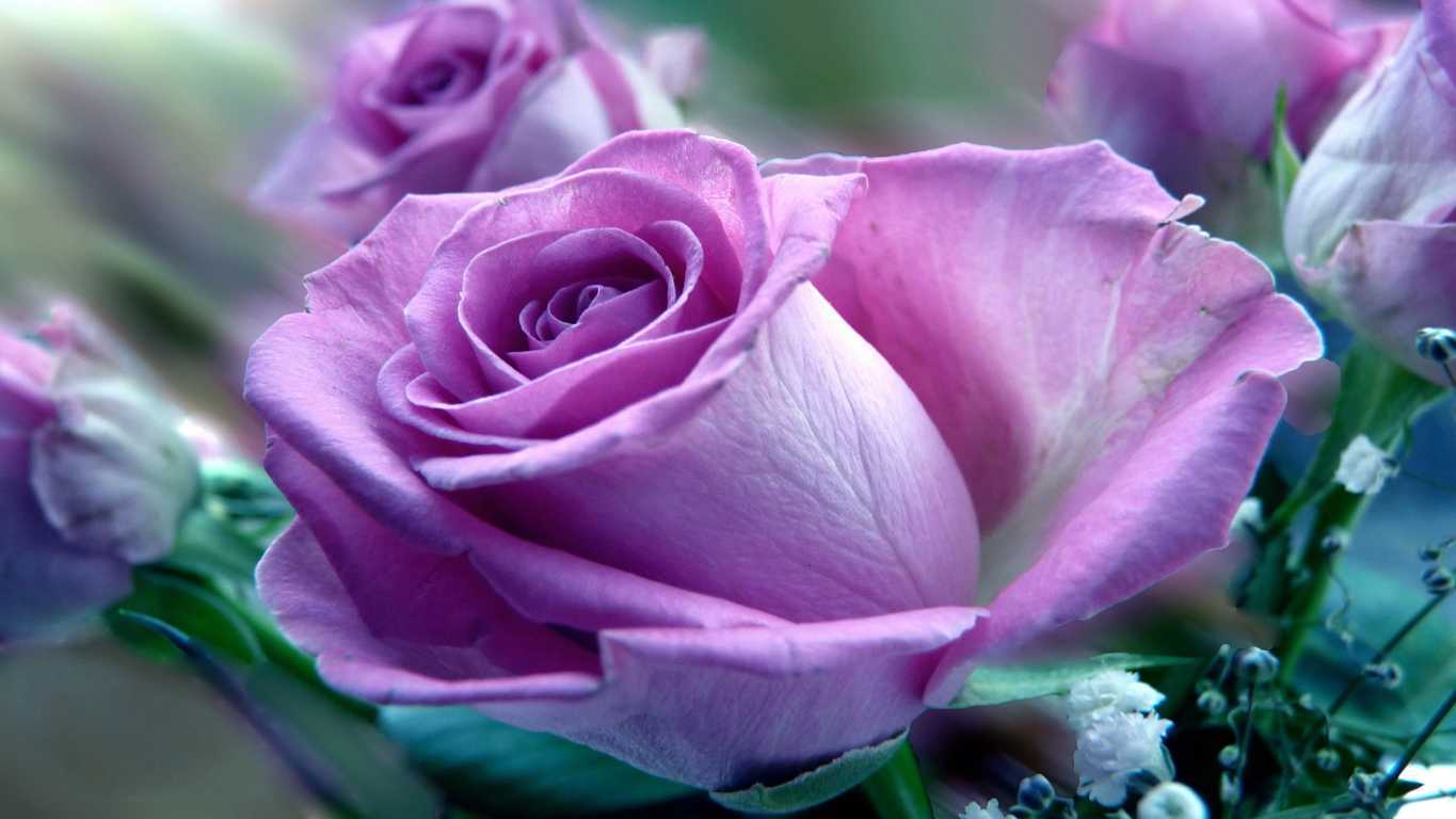 Tổng hợp hình ảnh hoa hồng tím đẹp nhất - [Kích thước hình ảnh: 1365x768 px]
