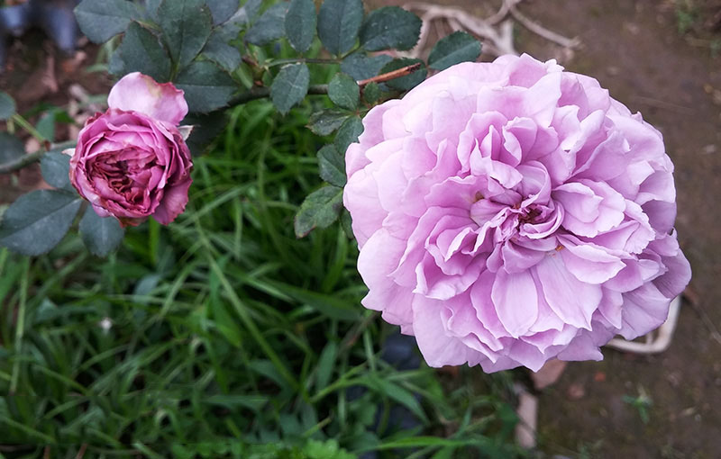 Tổng hợp hình ảnh hoa hồng tím đẹp nhất - [Kích thước hình ảnh: 800x510 px]