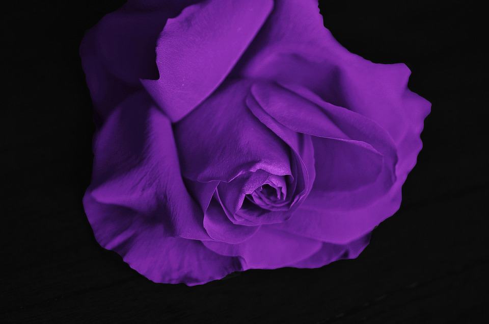 Tổng hợp hình ảnh hoa hồng tím đẹp nhất - [Kích thước hình ảnh: 960x635 px]