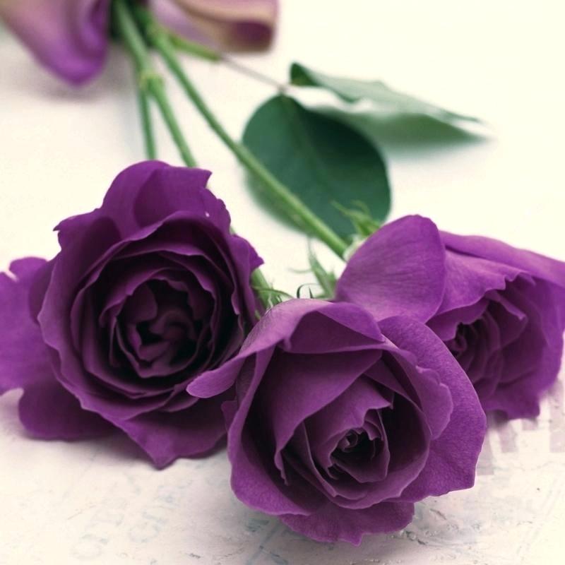 Tổng hợp hình ảnh hoa hồng tím đẹp nhất - [Kích thước hình ảnh: 800x800 px]