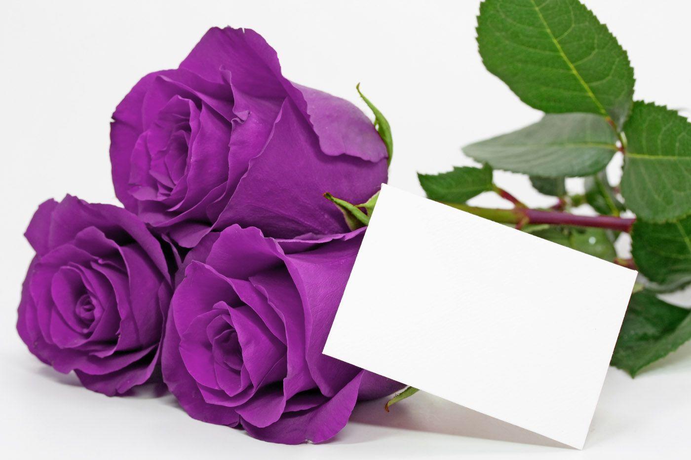 Tổng hợp hình ảnh hoa hồng tím đẹp nhất - [Kích thước hình ảnh: 1400x933 px]