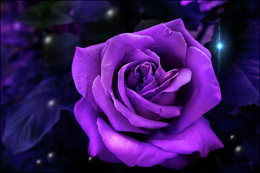 Tổng hợp hình ảnh hoa hồng tím đẹp nhất - [Kích thước hình ảnh: 900x600 px]