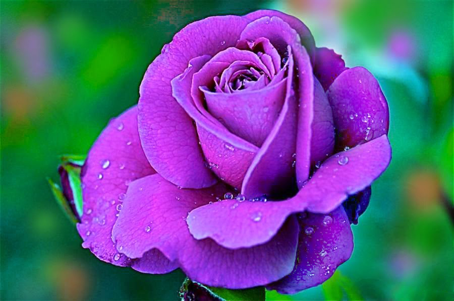 Tổng hợp hình ảnh hoa hồng tím đẹp nhất - [Kích thước hình ảnh: 900x598 px]