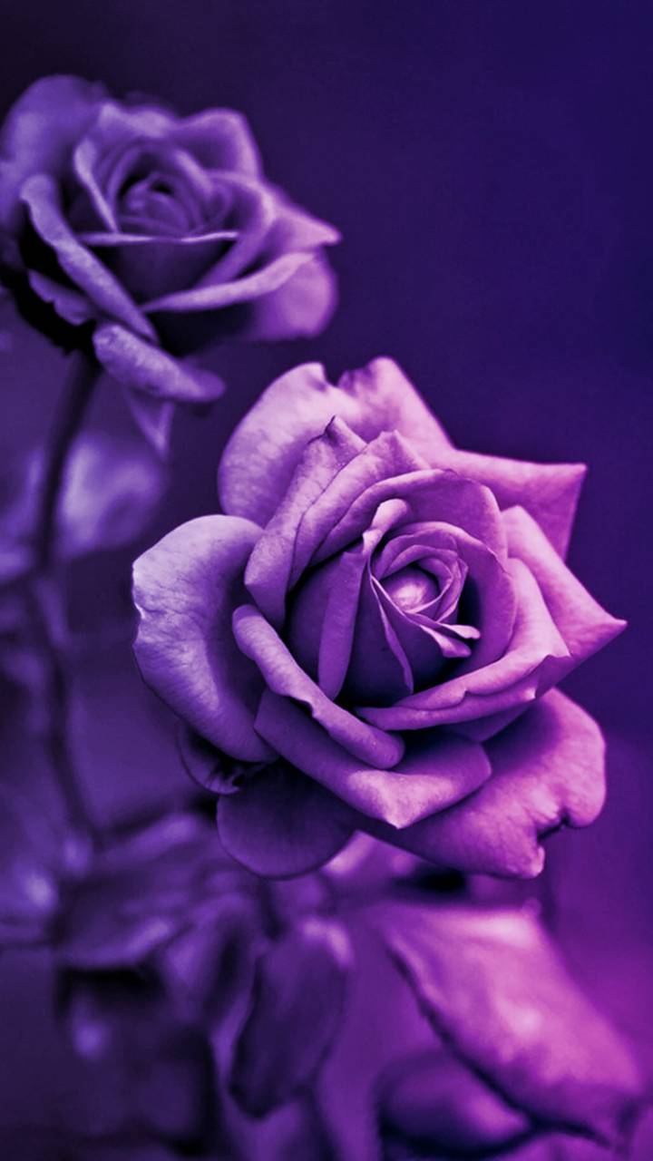 Tổng hợp hình ảnh hoa hồng tím đẹp nhất - [Kích thước hình ảnh: 720x1280 px]