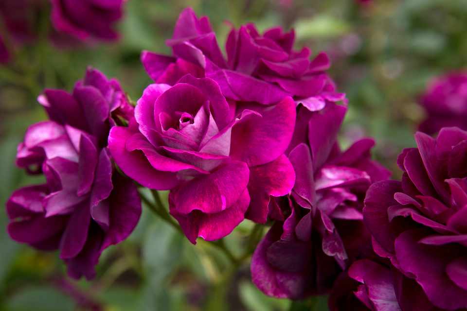 Tổng hợp hình ảnh hoa hồng tím đẹp nhất - [Kích thước hình ảnh: 960x640 px]