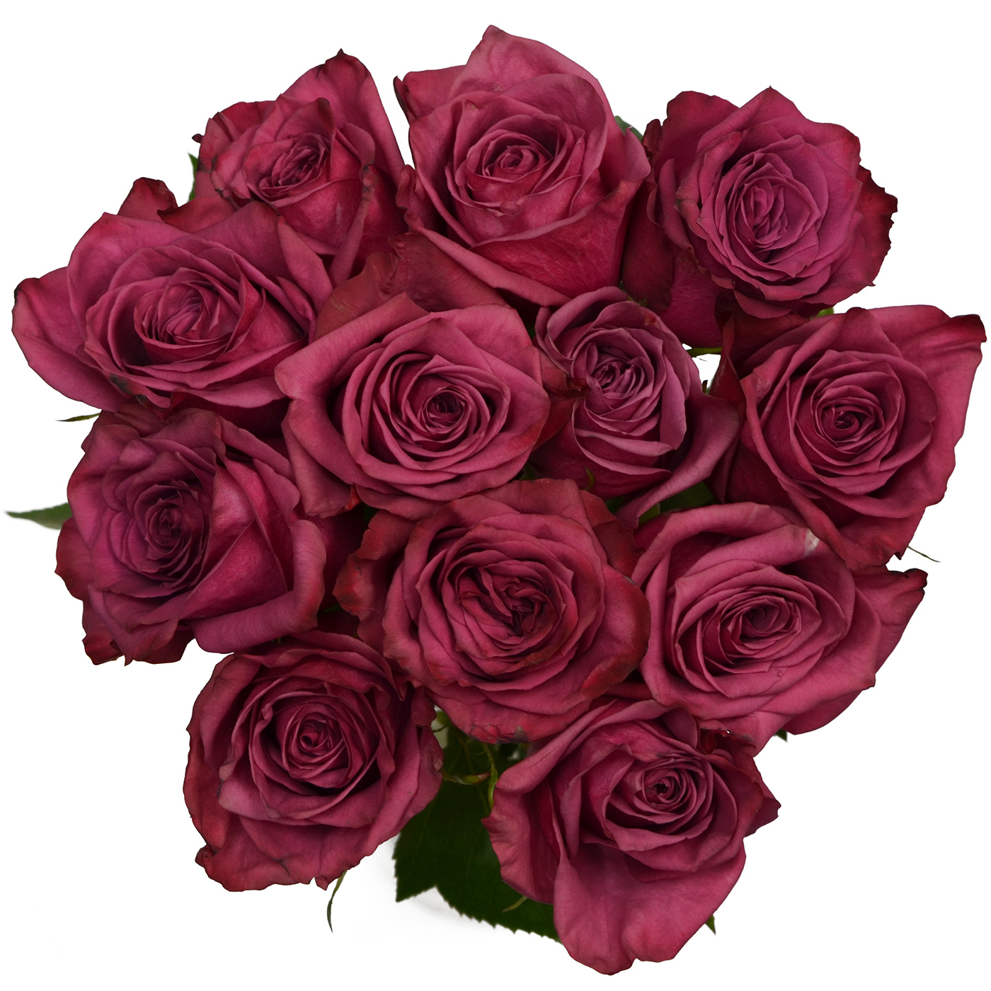 Tổng hợp hình ảnh hoa hồng tím đẹp nhất - [Kích thước hình ảnh: 1400x1400 px]