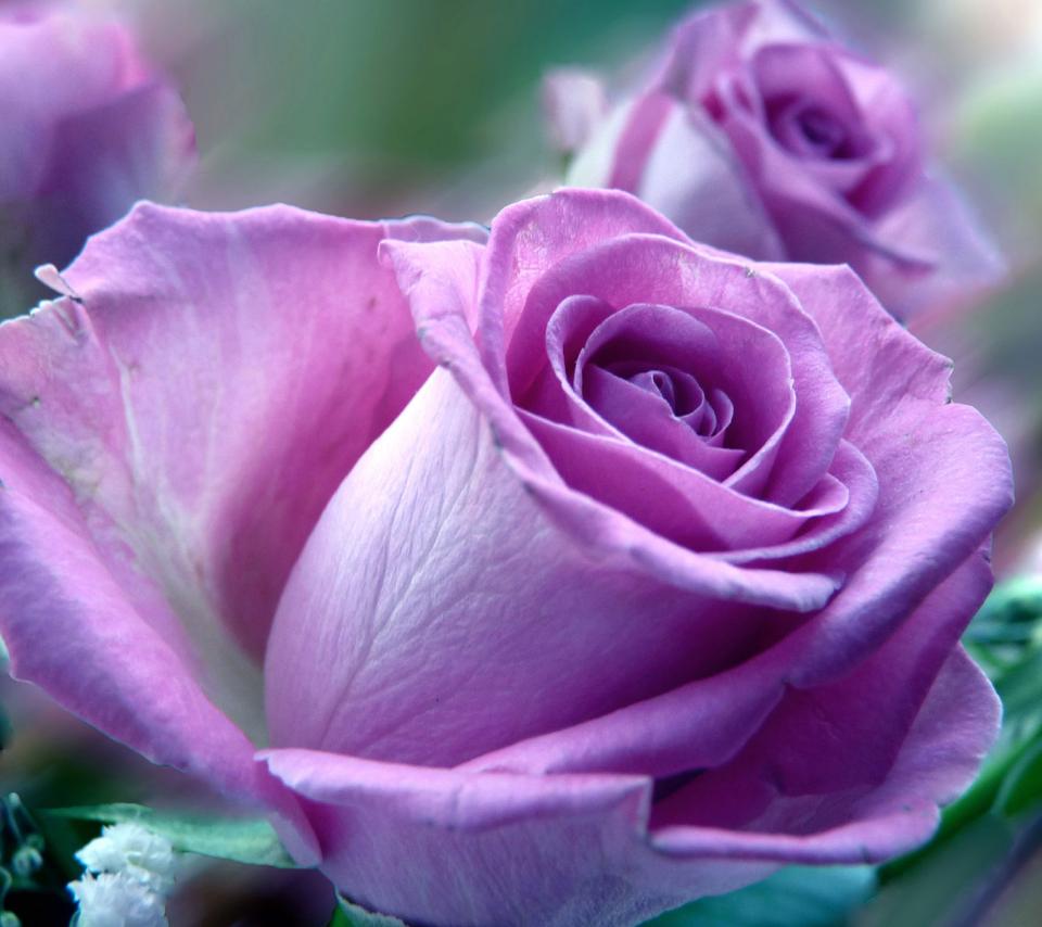 Tổng hợp hình ảnh hoa hồng tím đẹp nhất - [Kích thước hình ảnh: 960x854 px]