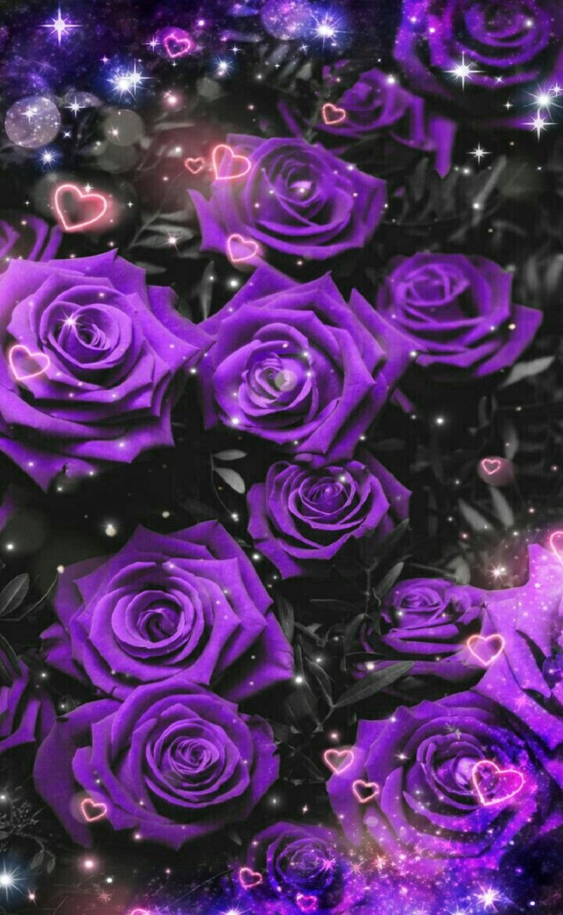 Tổng hợp hình ảnh hoa hồng tím đẹp nhất - [Kích thước hình ảnh: 800x1300 px]
