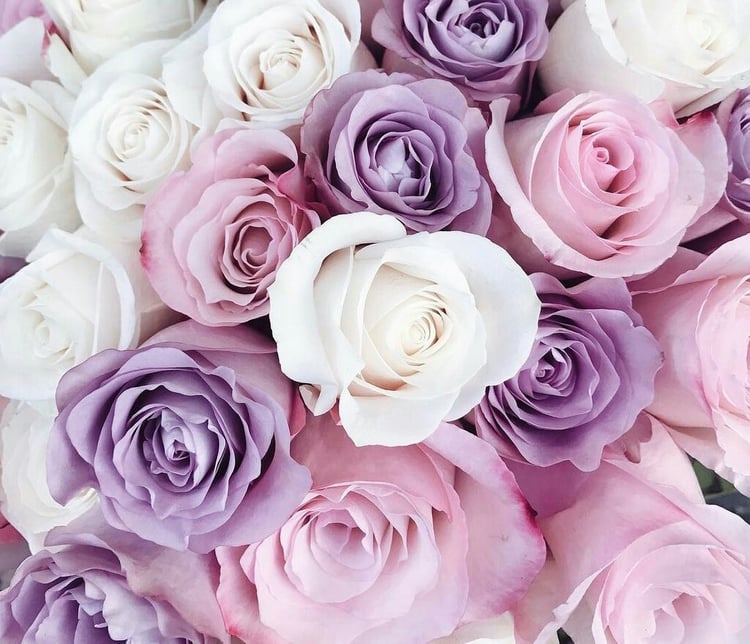 Tổng hợp hình ảnh hoa hồng tím đẹp nhất - [Kích thước hình ảnh: 750x644 px]