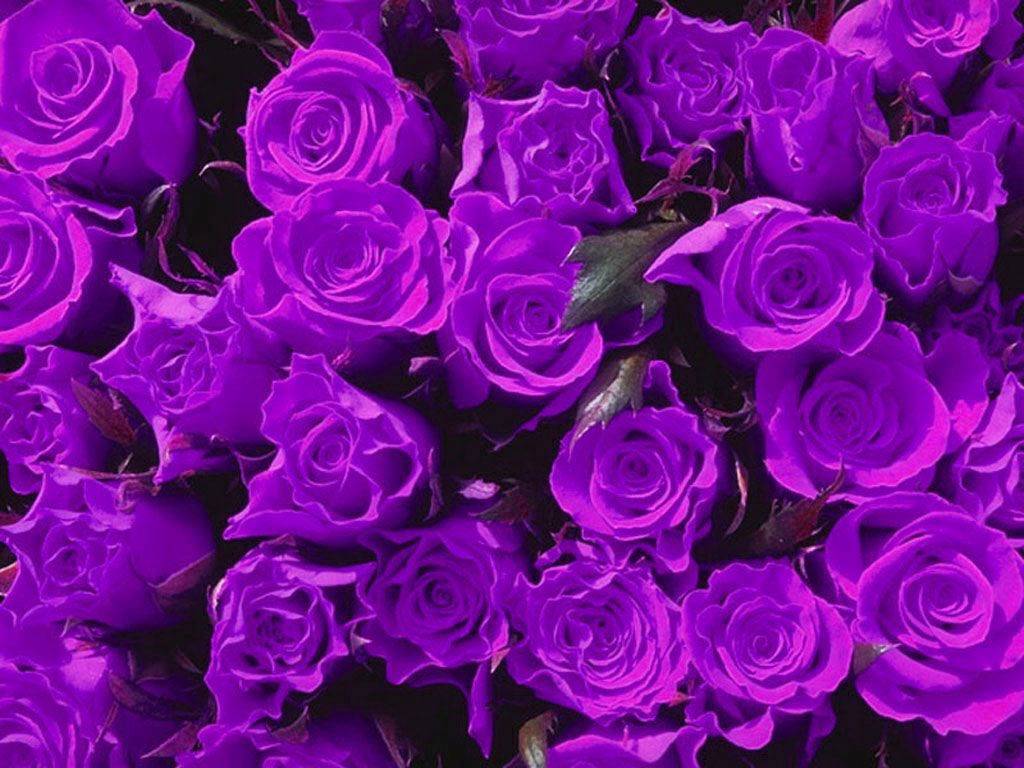 Tổng hợp hình ảnh hoa hồng tím đẹp nhất - [Kích thước hình ảnh: 1024x768 px]
