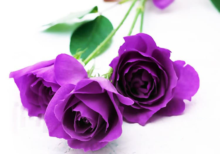 Tổng hợp hình ảnh hoa hồng tím đẹp nhất - [Kích thước hình ảnh: 750x525 px]