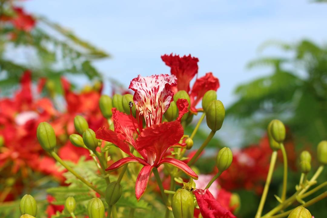 Tuyển tập hình ảnh hoa phượng đỏ đẹp nhất 1080x720