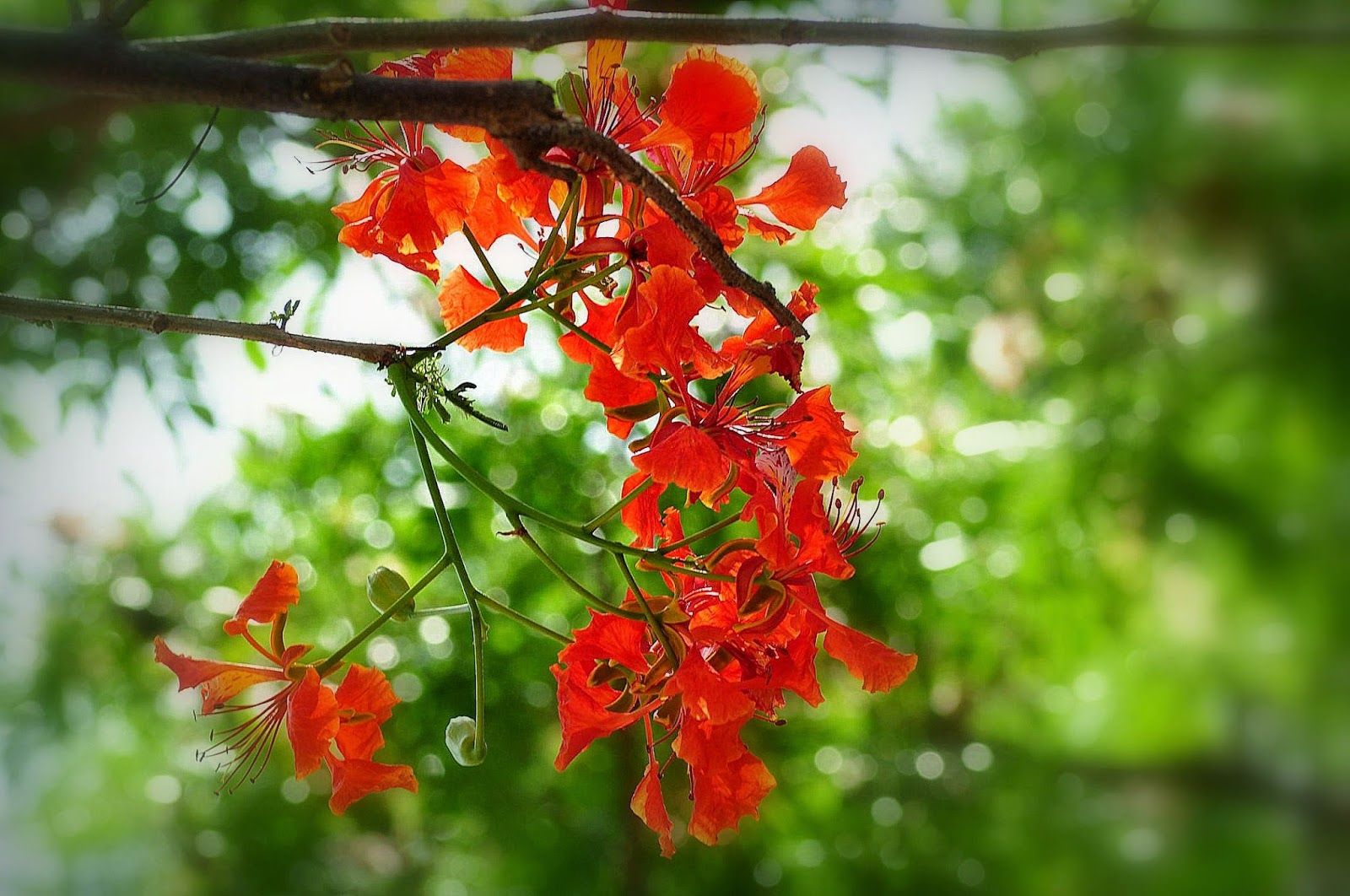 Tuyển tập hình ảnh hoa phượng đỏ đẹp nhất 1600x1062
