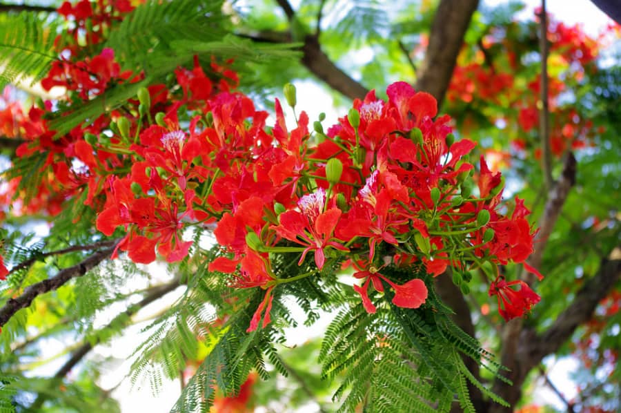 Tuyển tập hình ảnh hoa phượng đỏ đẹp nhất 900x598