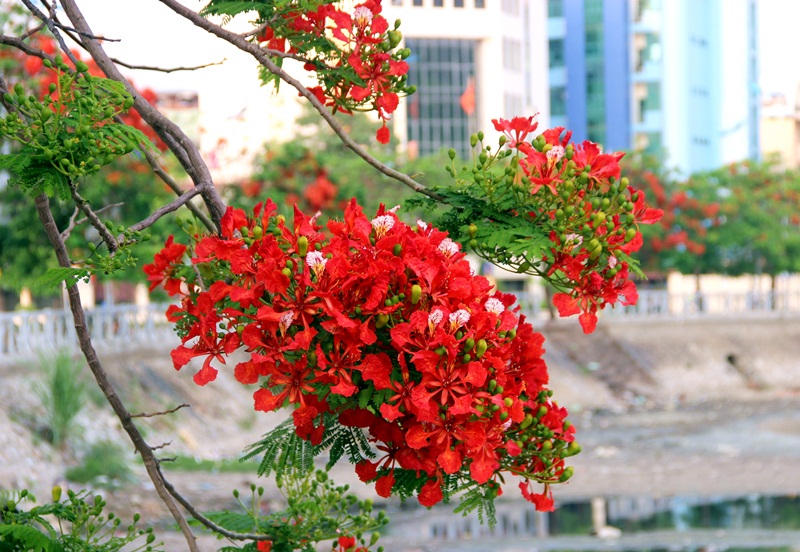Tuyển tập hình ảnh hoa phượng đỏ đẹp nhất 800x552