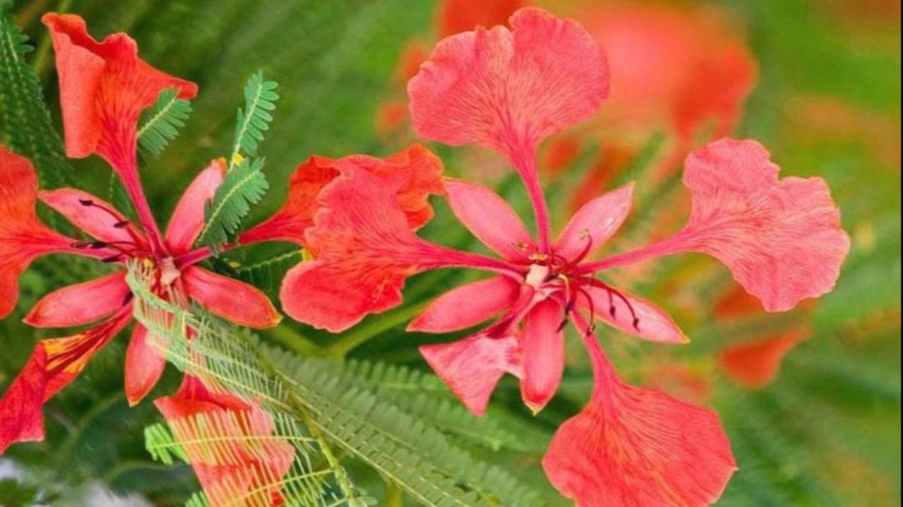 Tuyển tập hình ảnh hoa phượng đỏ đẹp nhất 1280x720