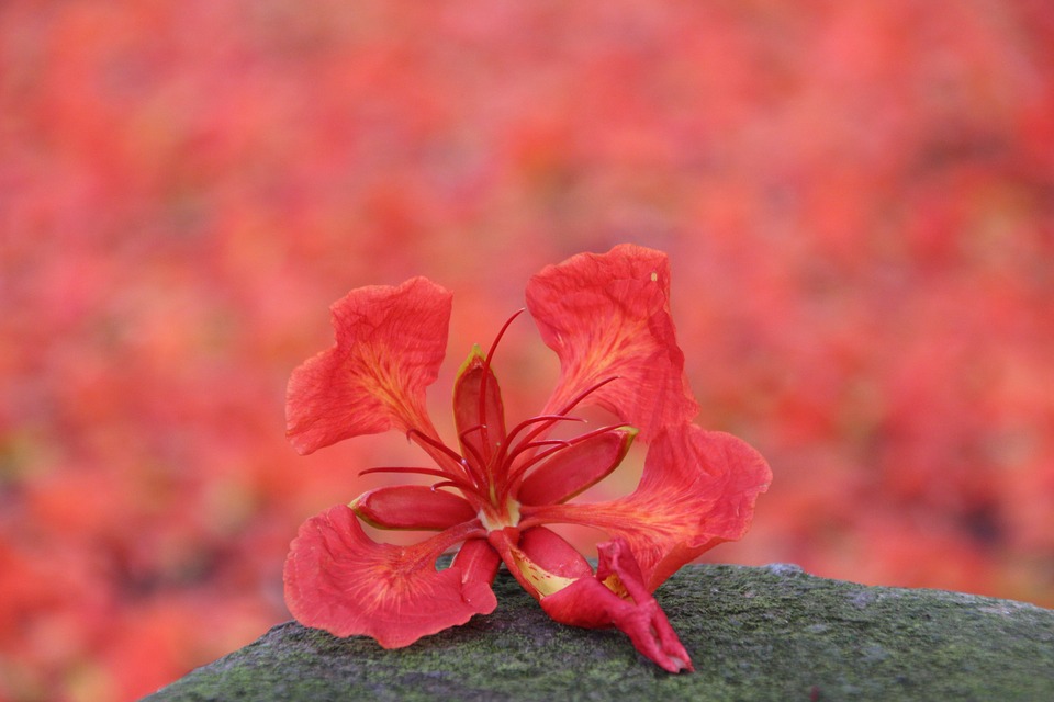 Tuyển tập hình ảnh hoa phượng đỏ đẹp nhất 960x640