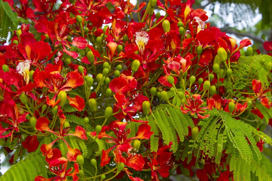 Tuyển tập hình ảnh hoa phượng đỏ đẹp nhất 900x600