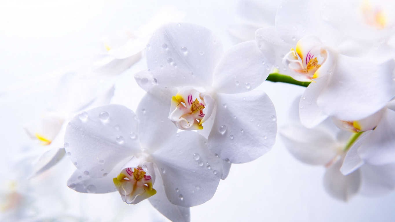 Top hình ảnh hoa lan trắng đẹp nhất mà bạn chưa biết - [Kích thước hình ảnh: 1365x768 px]
