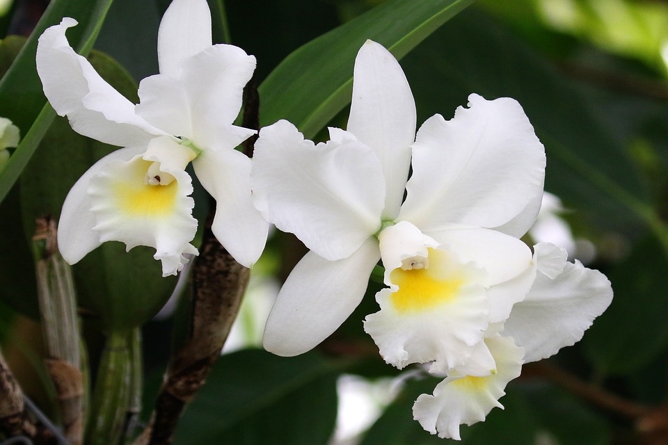 Top hình ảnh hoa lan trắng đẹp nhất mà bạn chưa biết - [Kích thước hình ảnh: 960x640 px]