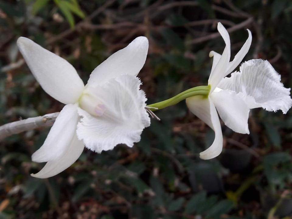 Top hình ảnh hoa lan trắng đẹp nhất mà bạn chưa biết - [Kích thước hình ảnh: 960x720 px]