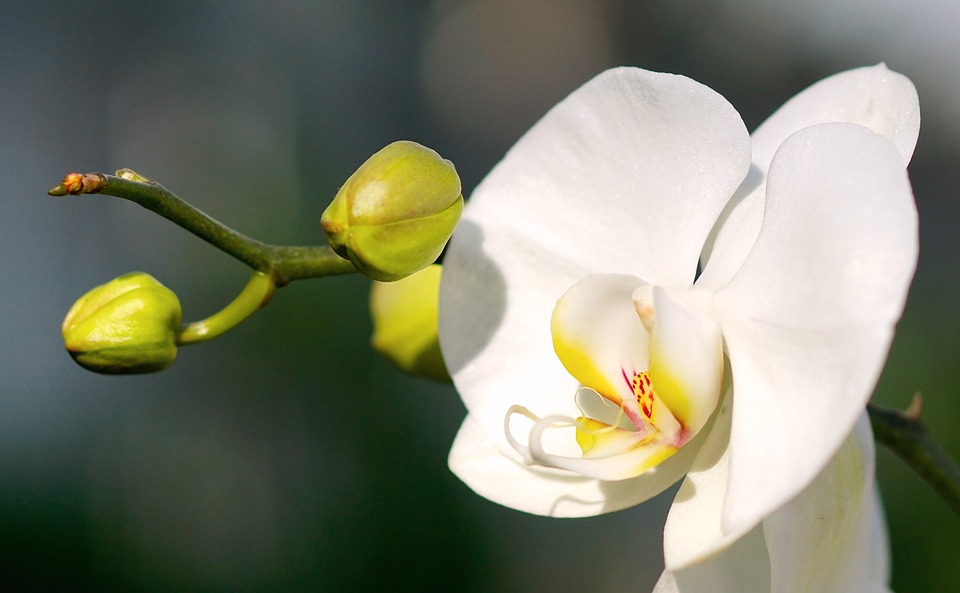 Top hình ảnh hoa lan trắng đẹp nhất mà bạn chưa biết - [Kích thước hình ảnh: 960x593 px]