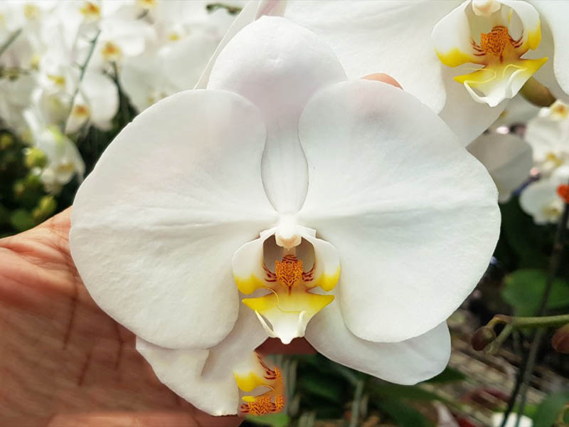 Top hình ảnh hoa lan trắng đẹp nhất mà bạn chưa biết - [Kích thước hình ảnh: 800x600 px]