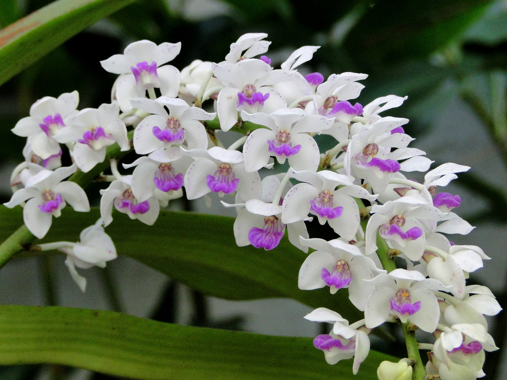 Top hình ảnh hoa lan trắng đẹp nhất mà bạn chưa biết - [Kích thước hình ảnh: 1024x768 px]