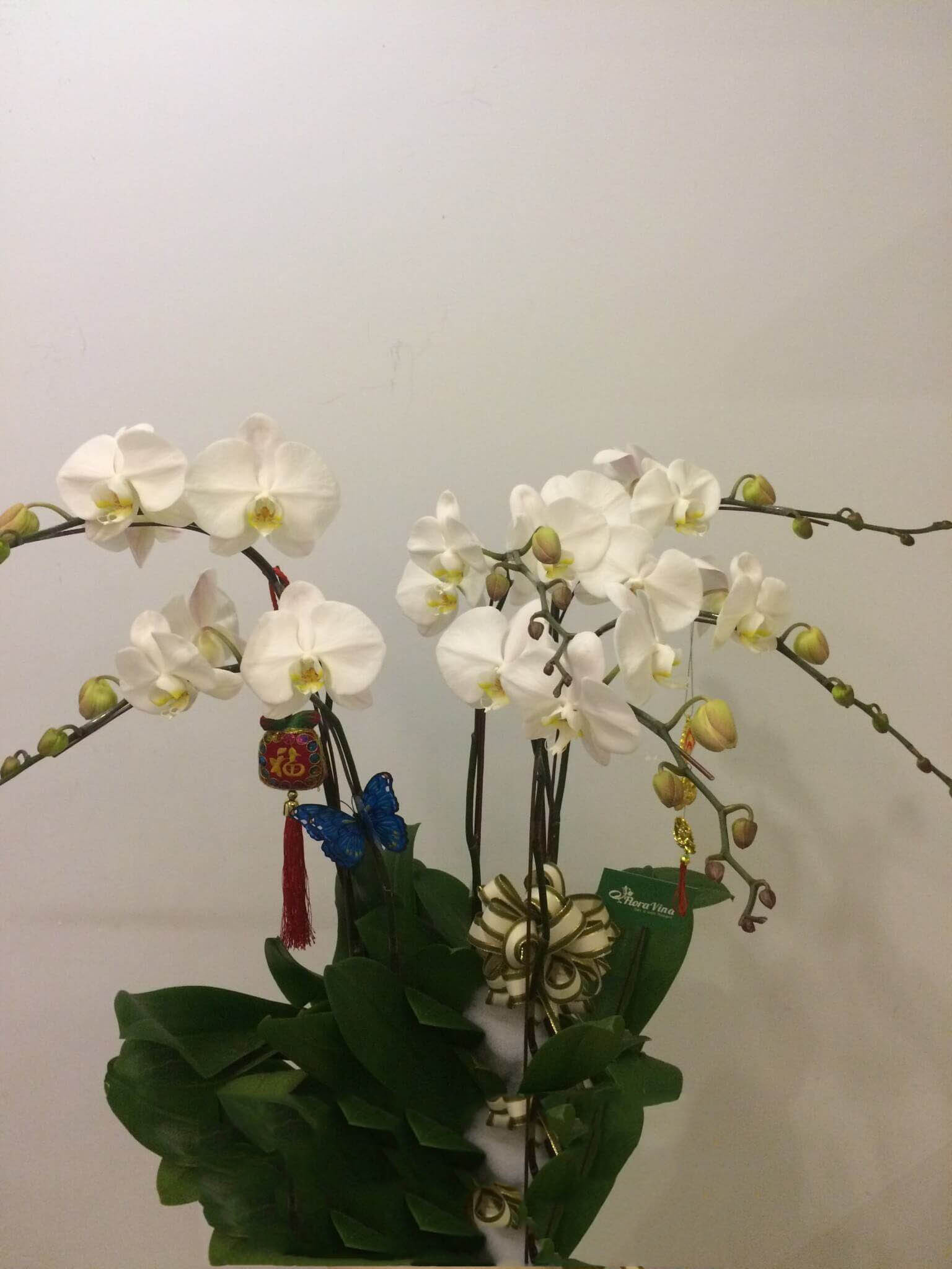 Top hình ảnh hoa lan trắng đẹp nhất mà bạn chưa biết - [Kích thước hình ảnh: 1536x2048 px]