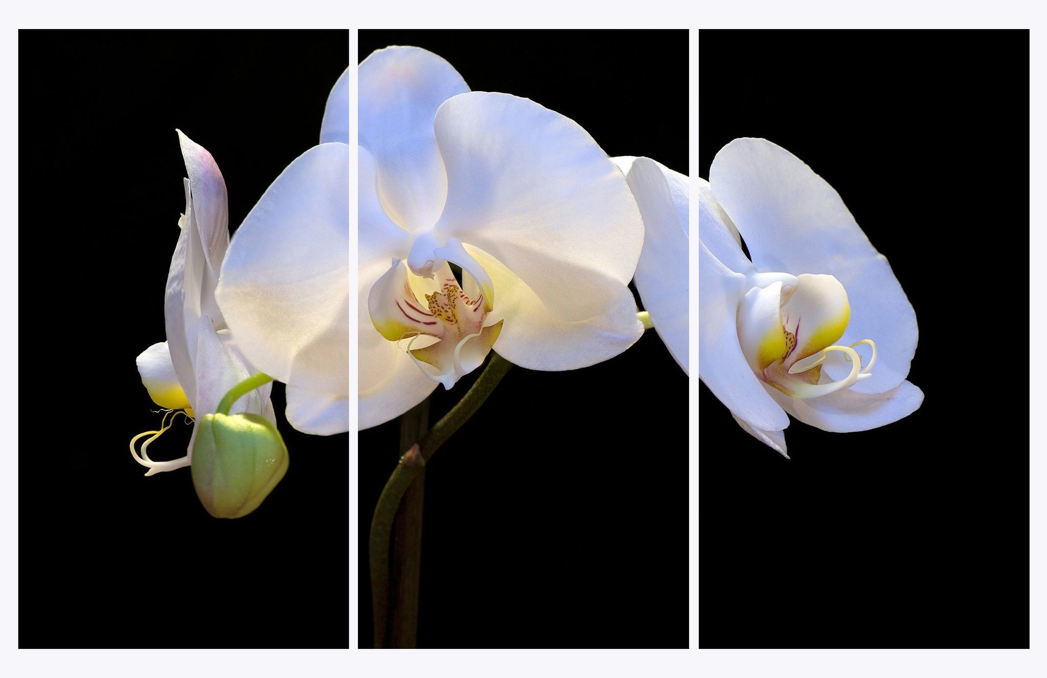 Top hình ảnh hoa lan trắng đẹp nhất mà bạn chưa biết - [Kích thước hình ảnh: 2048x1327 px]