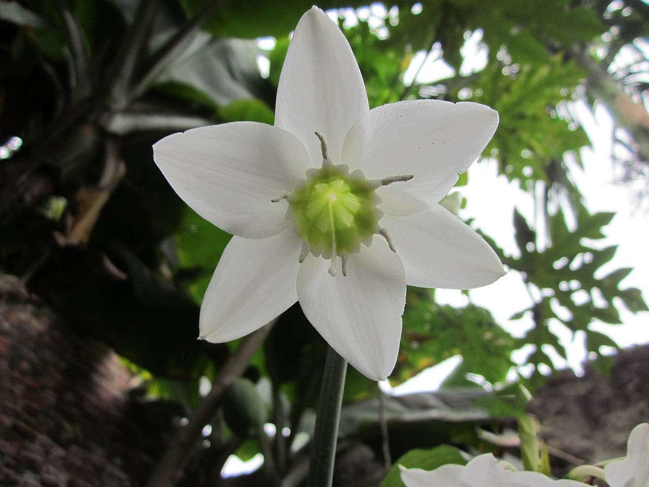 Top hình ảnh hoa lan trắng đẹp nhất mà bạn chưa biết - [Kích thước hình ảnh: 1280x960 px]