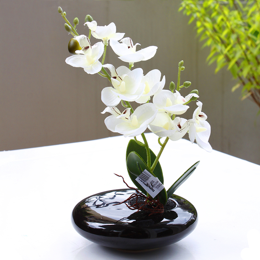 Top hình ảnh hoa lan trắng đẹp nhất mà bạn chưa biết - [Kích thước hình ảnh: 850x850 px]