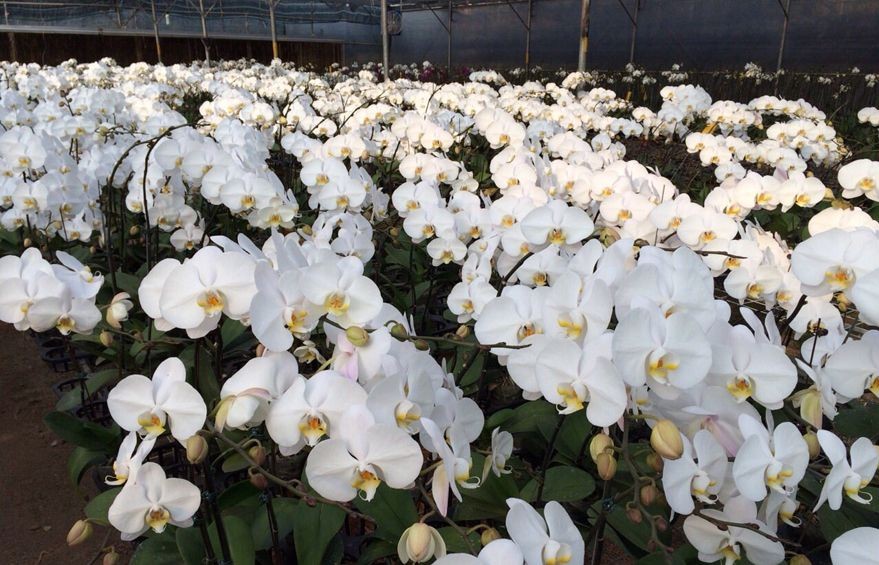 Top hình ảnh hoa lan trắng đẹp nhất mà bạn chưa biết - [Kích thước hình ảnh: 879x565 px]