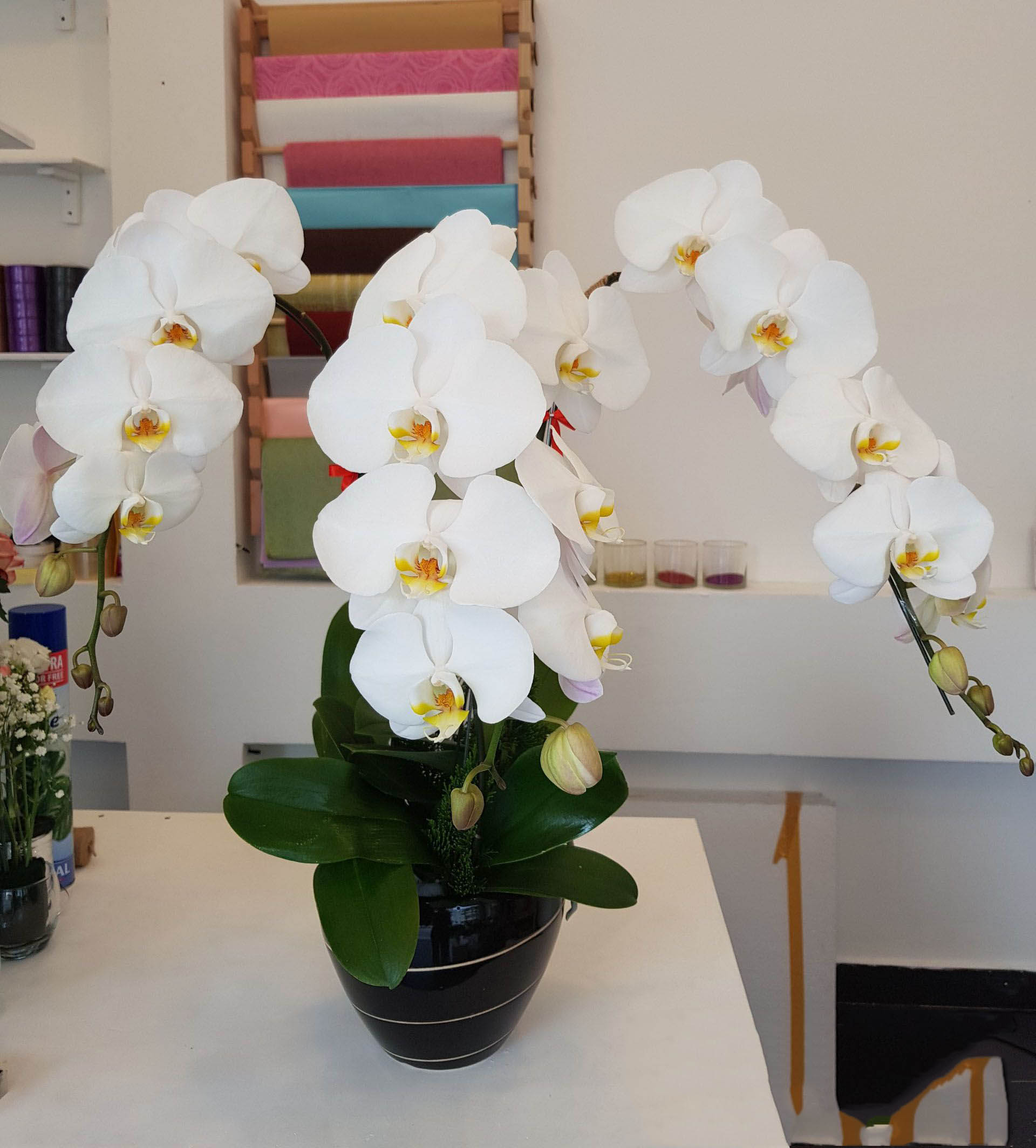Top hình ảnh hoa lan trắng đẹp nhất mà bạn chưa biết - [Kích thước hình ảnh: 1920x2128 px]