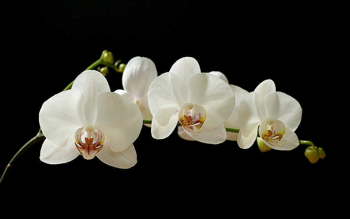 Top hình ảnh hoa lan trắng đẹp nhất mà bạn chưa biết - [Kích thước hình ảnh: 1228x768 px]