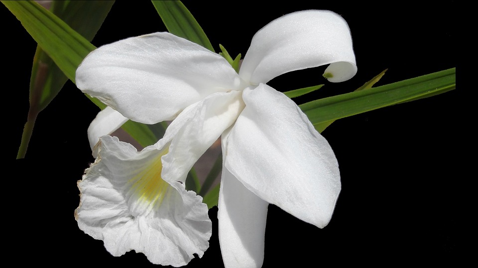 Top hình ảnh hoa lan trắng đẹp nhất mà bạn chưa biết - [Kích thước hình ảnh: 960x540 px]