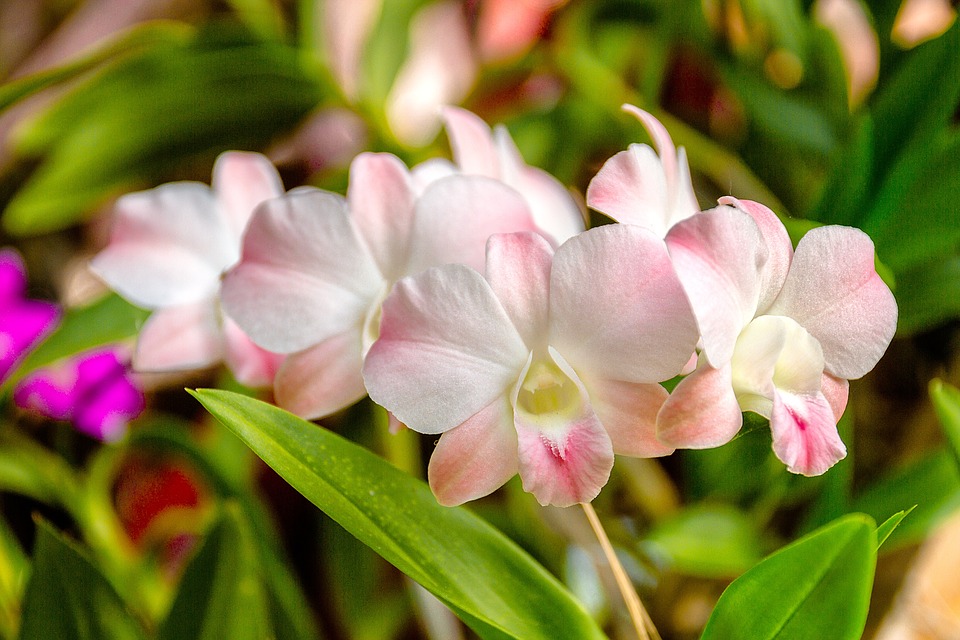Top hình ảnh hoa lan trắng đẹp nhất mà bạn chưa biết - [Kích thước hình ảnh: 960x640 px]