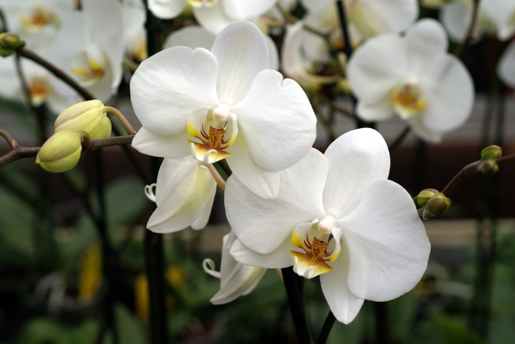 Top hình ảnh hoa lan trắng đẹp nhất mà bạn chưa biết - [Kích thước hình ảnh: 1024x685 px]