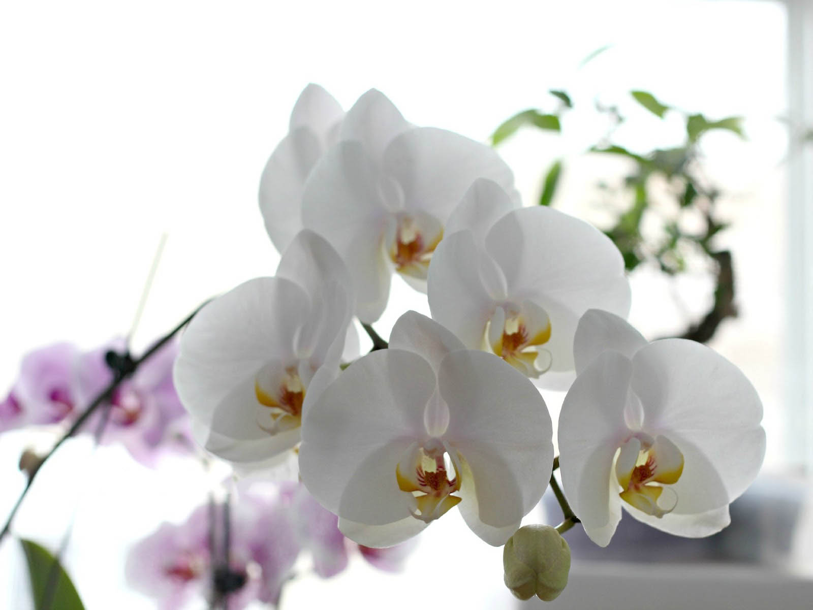 Top hình ảnh hoa lan trắng đẹp nhất mà bạn chưa biết - [Kích thước hình ảnh: 1600x1201 px]
