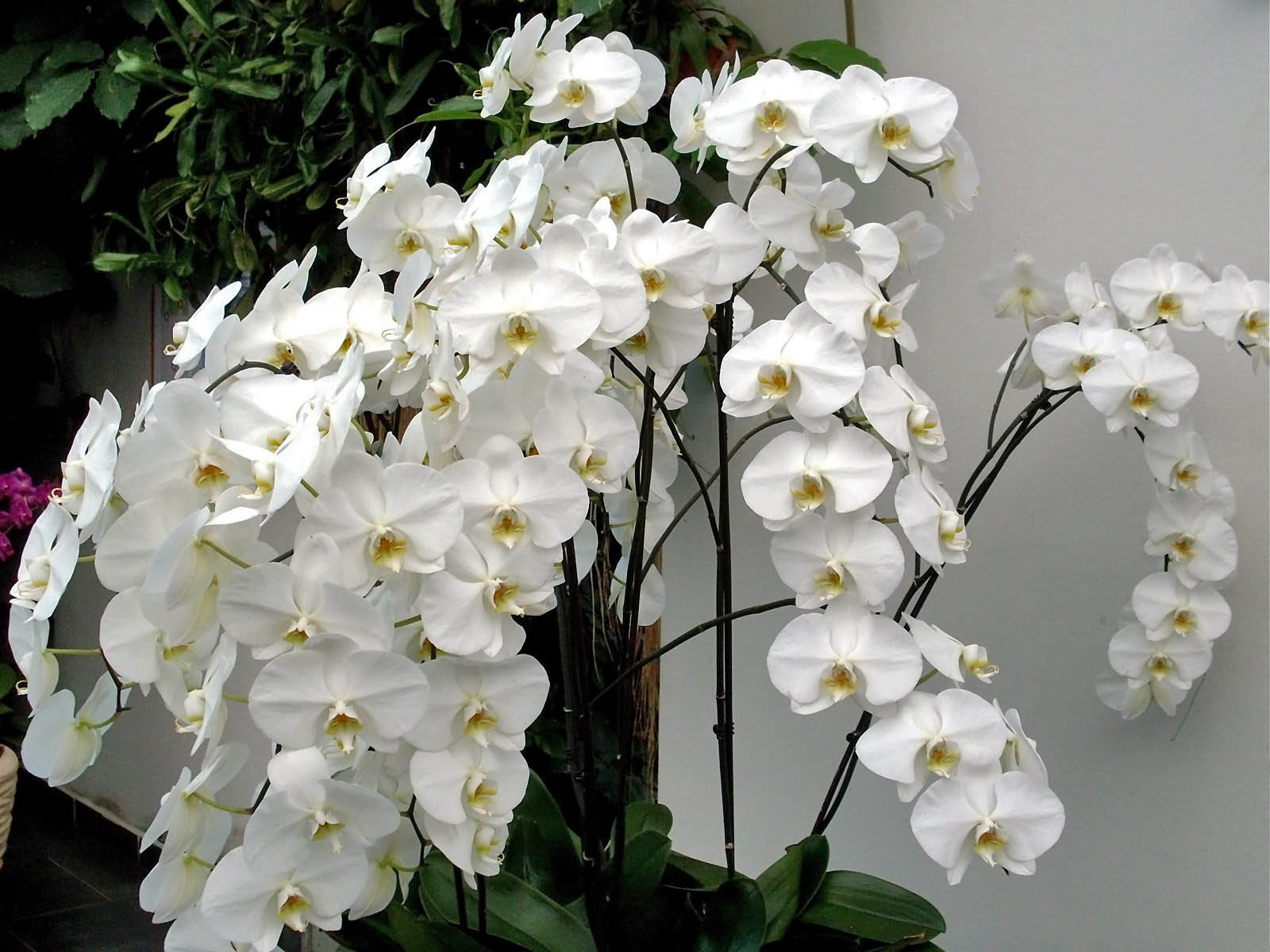 Top hình ảnh hoa lan trắng đẹp nhất mà bạn chưa biết - [Kích thước hình ảnh: 1600x1200 px]