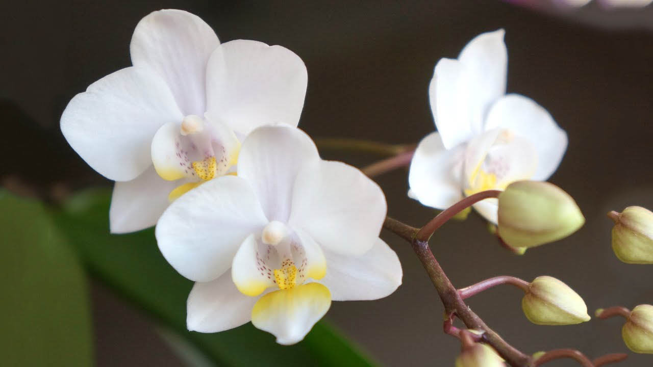 Top hình ảnh hoa lan trắng đẹp nhất mà bạn chưa biết - [Kích thước hình ảnh: 1280x720 px]