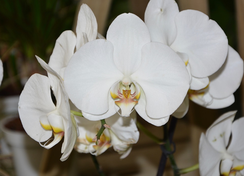 Top hình ảnh hoa lan trắng đẹp nhất mà bạn chưa biết - [Kích thước hình ảnh: 960x695 px]