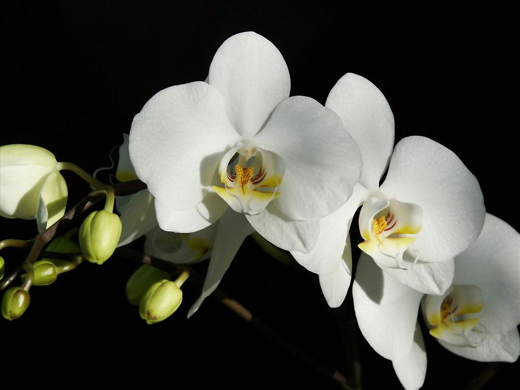 Top hình ảnh hoa lan trắng đẹp nhất mà bạn chưa biết - [Kích thước hình ảnh: 1024x768 px]